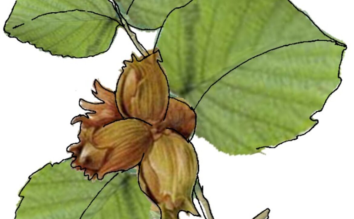 plant-6