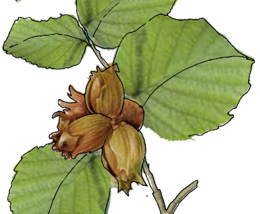plant-6